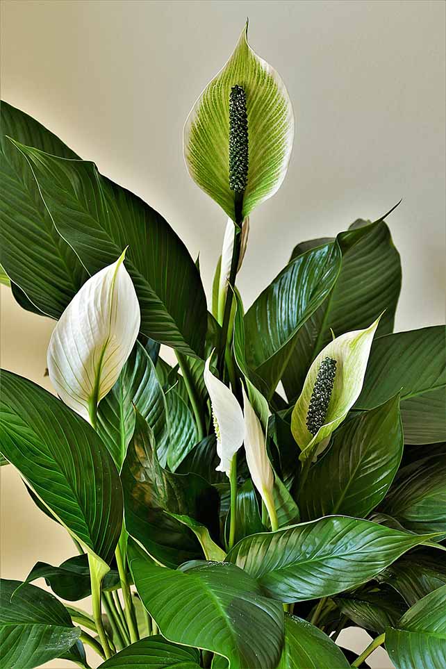 Peace lilly